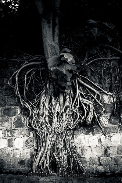 Roots, Jimma, Ethiopia