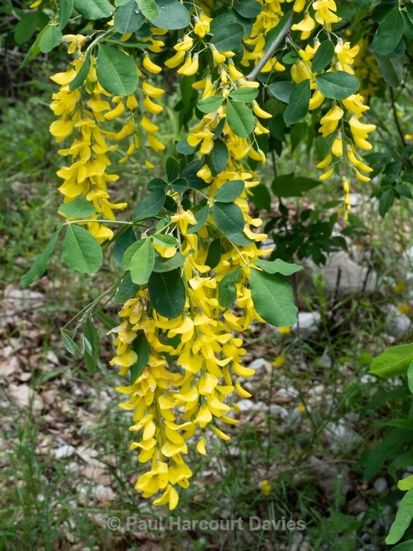 Alpine laburnum (Laburnum alpinum)  - Wild Flowers - 2
