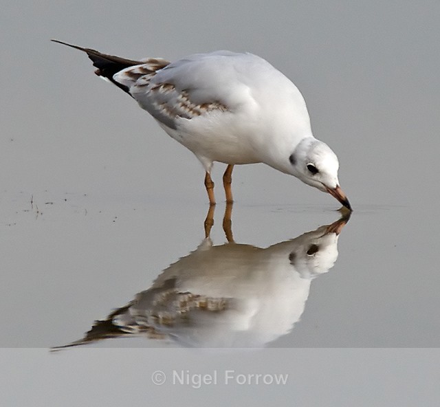Black-headed Gull (first winter) drinking from still water at Otmoor - Black-headed Gull