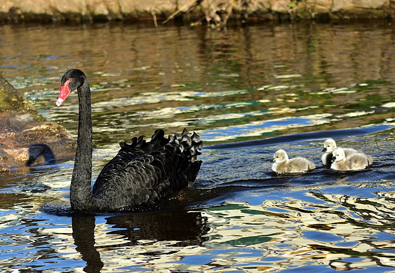 DW50 -  Out of a swim at Dawlish Brook - Greetings Cards Dawlish