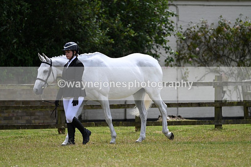 WJ7_6827 - Class 5a Most Handsome Gelding in Hand