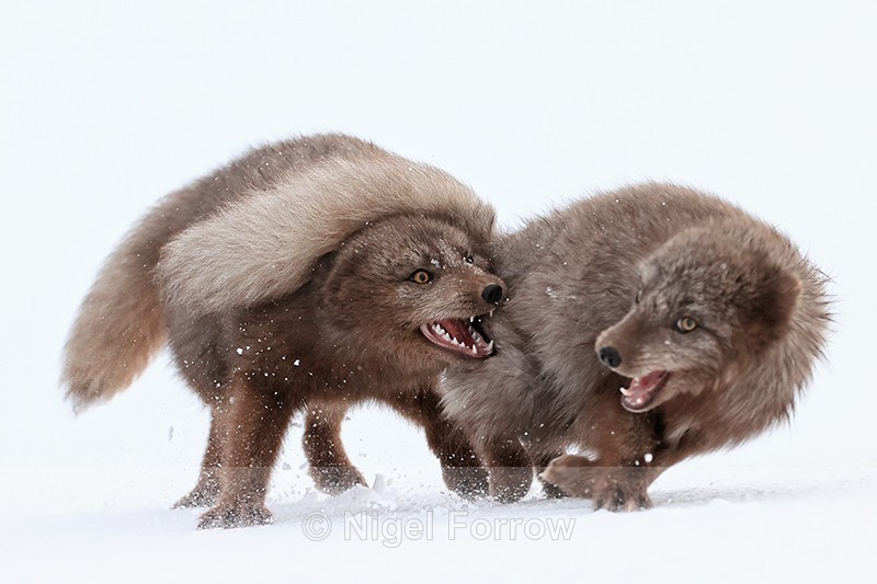 Scrapping Arctic Foxes, Hornstrandir, Iceland - Arctic Fox