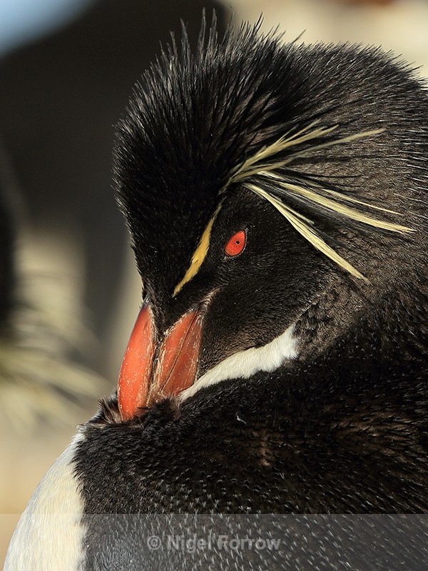Rockhopper Penguin preening, close view, Sea Lion Island - Rockhopper Penguin
