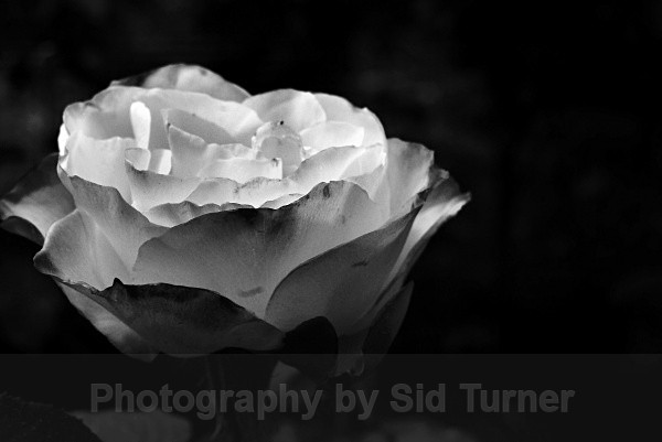 the white rose - Flowers and Plants