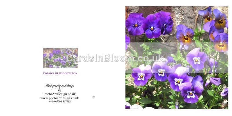001 Pansies - FLORAL GREETING CARDS