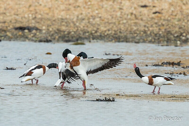 Squabbling Shelducks! - 3 of 3 - Nature