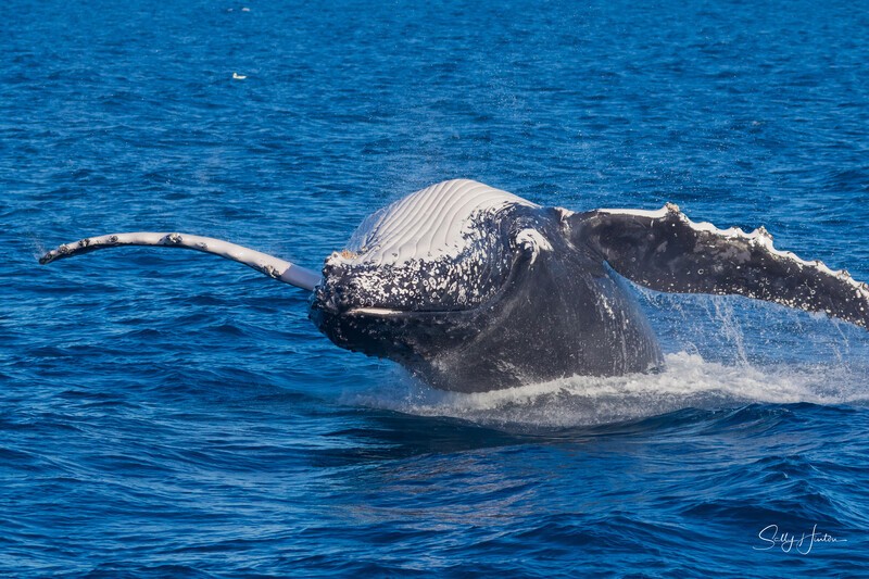 HB Breach 8. 0A3A6182 - 2025 Hervey Bay Whales