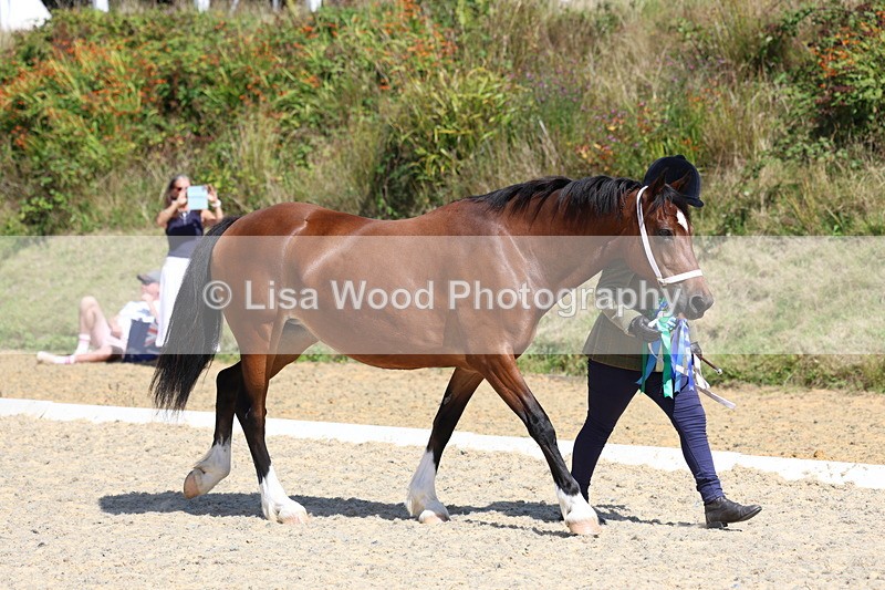 3E7A9792 - In Hand Championship