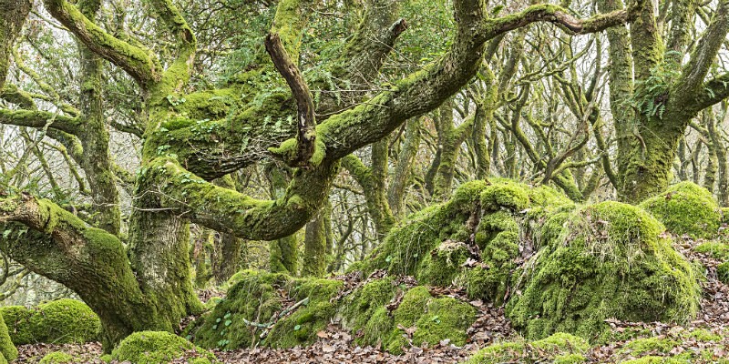 Rooted In Time - Tycanol - Images from book