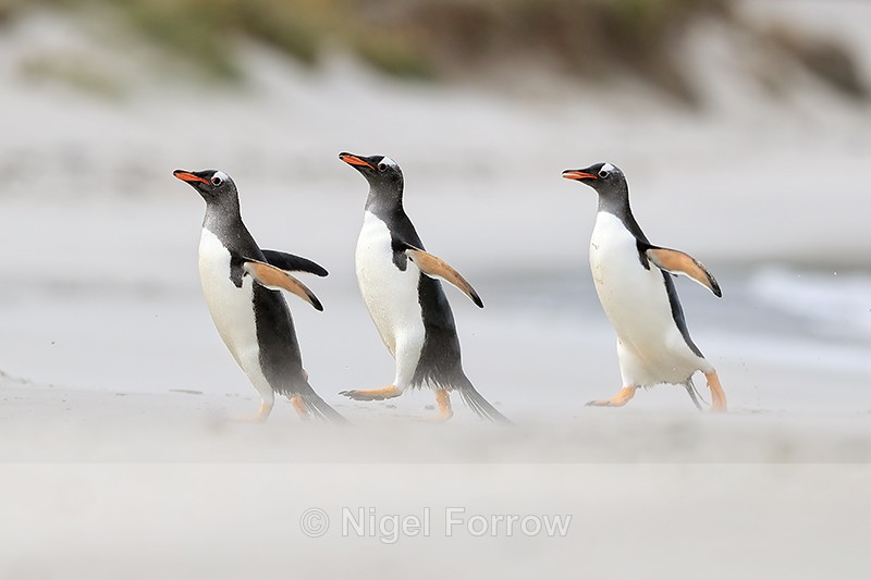 Three Gentoos running, Leopard Beach, Carcass Island, Falklands - Gentoo Penguin