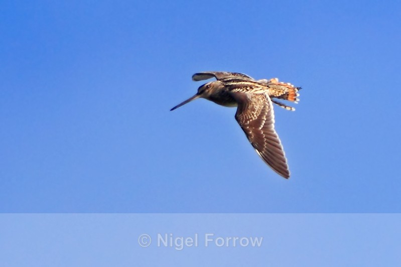 Snipe drumming over Greenaways at Otmoor - Snipe