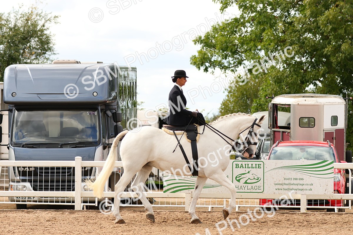 SBM_15877 - Class 216 - Best Side Saddle Horse-Pony
