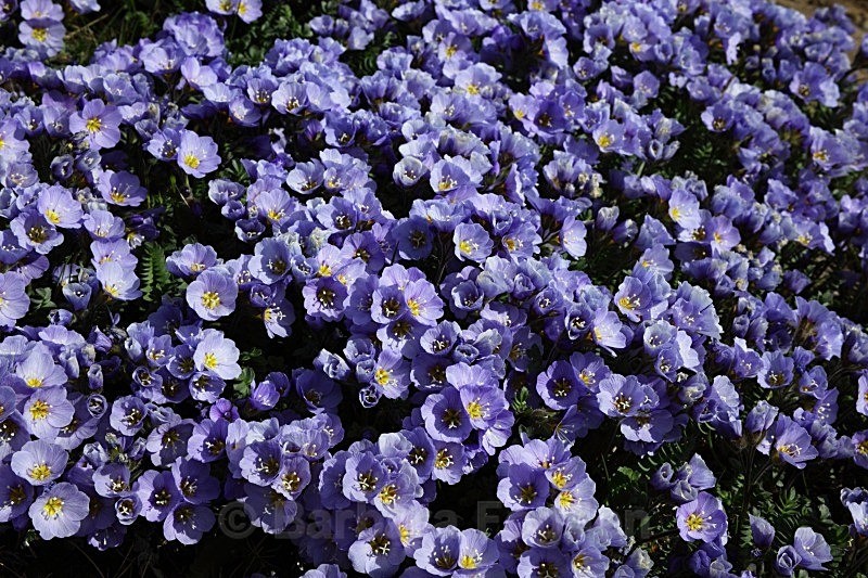 Boreal Jacob's ladder 7310 - Summer time