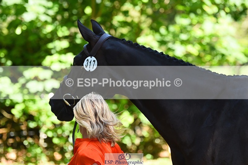 230524-151722-00185 - 317-FERNHILL_KANKAN-Jonelle_Price-WEDTrotUp+DR