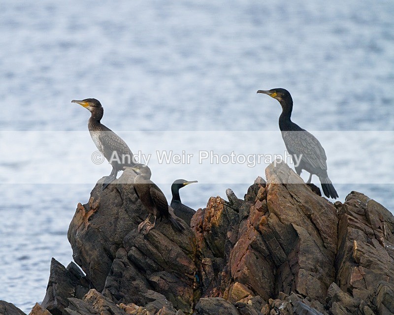 20110927-_MG_7129 - Cormorants & Shags