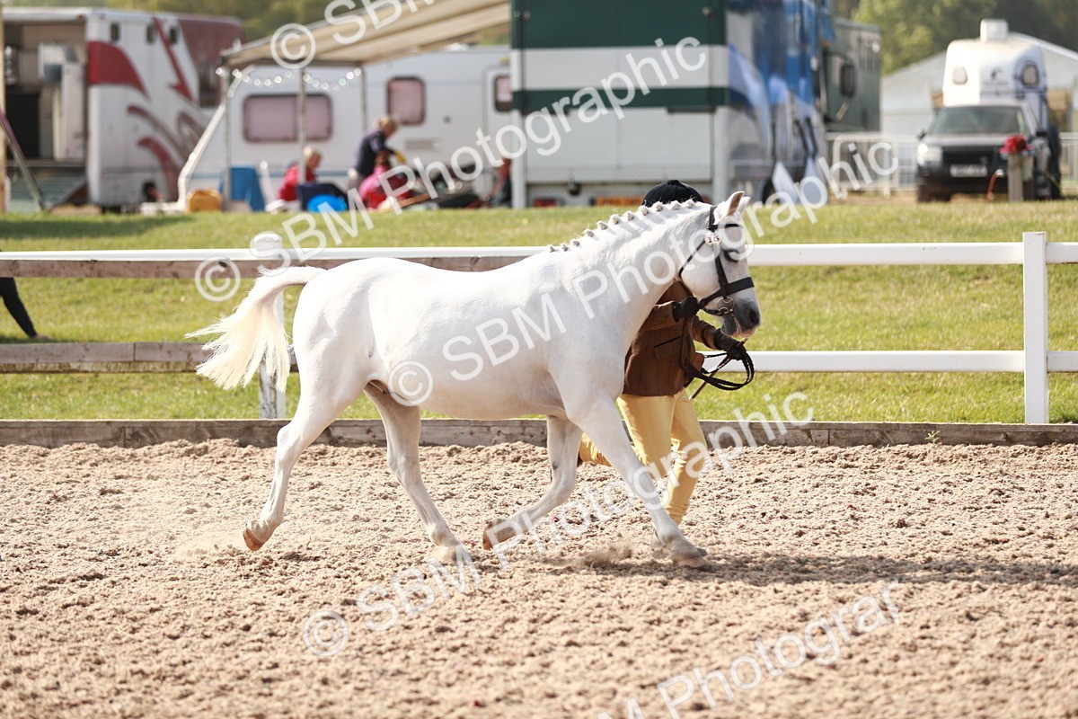 SBM_11058 - Class 205 IH Show Pony/ Show Hunter Pony