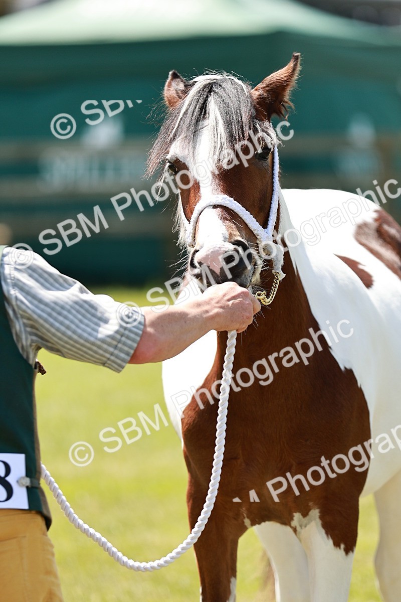 SBM_05507 - Class 41-45 - Riding Pony-Hunter Pony Breeding