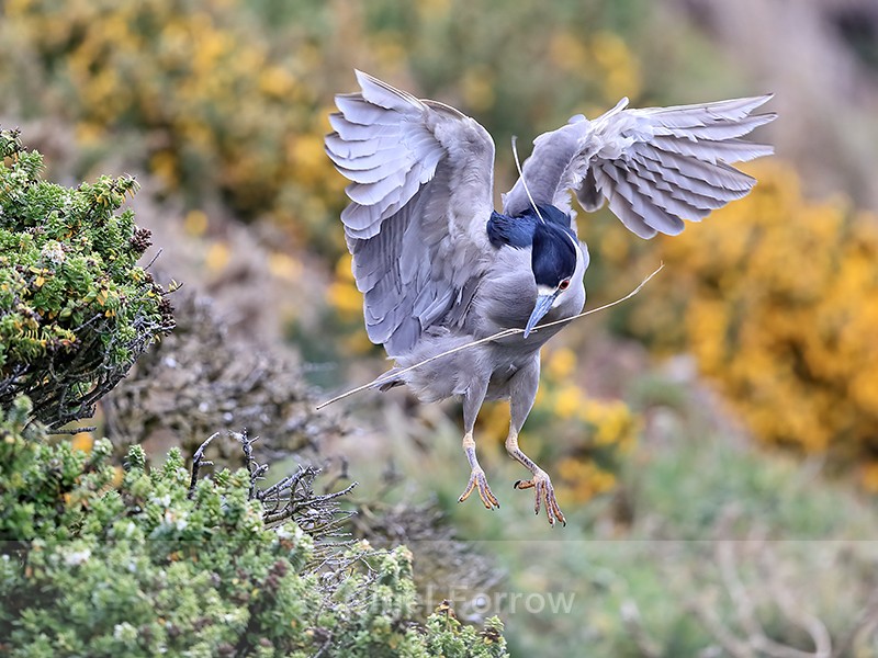 Black-crowned Night-Heron in flight, Carcass Island, Falklands - Black-crowned Night-Heron