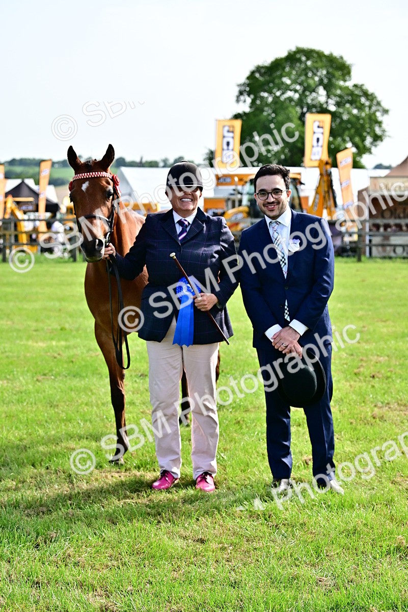 SBM_01011 - Class 46-49 - Arab and Part Bed-Anglo Arab In Hand