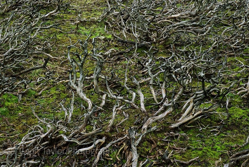 Burnt Heather I - The Long Mynd