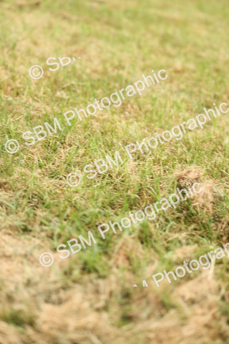 SBM_05047 - Class 50-57 - M&M Welsh Pony In Hand