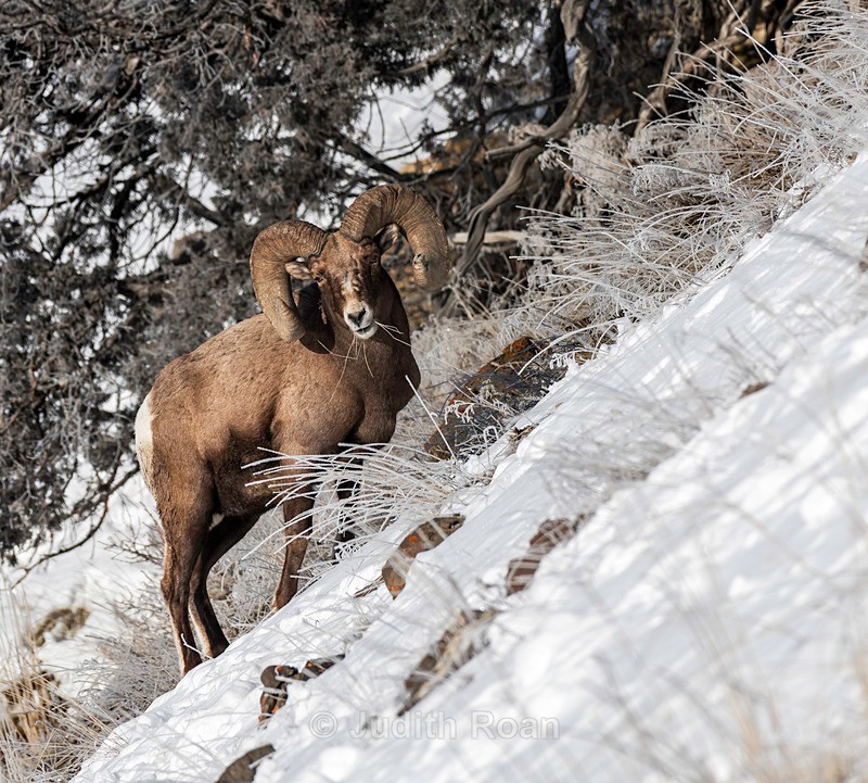  - Yellowstone