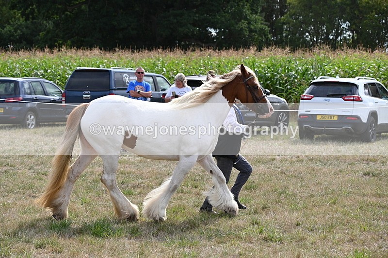 WJ6_6584 - Class 20 In-hand Cob