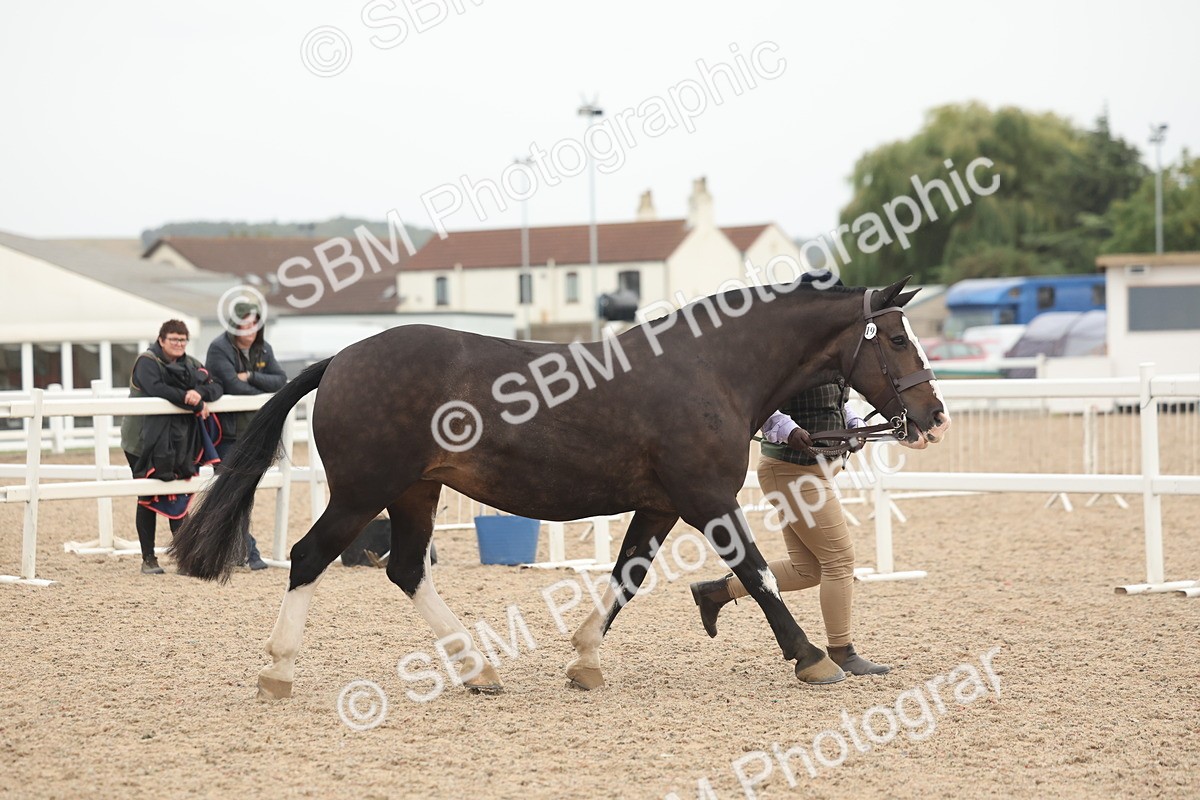 SBM_19787 - Class 318 - IH Part Bred Horse-Pony