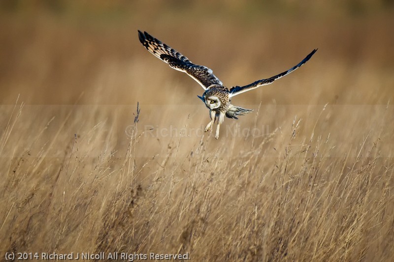 Short-eared Owl (Asio flammeus) - Short-eared Owl (Asio flammeus)