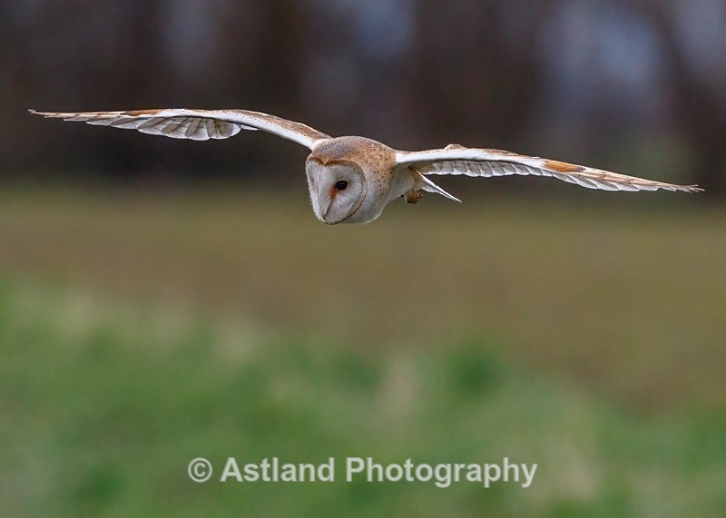 Astland Photography, Bird and Wildlife Images, Susan and Peter Wilson, U.K.