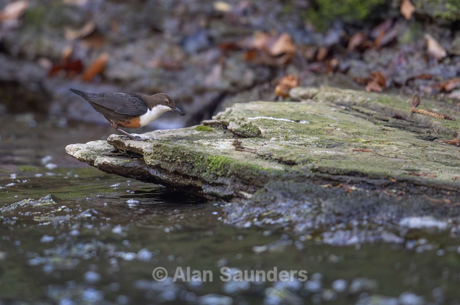 Dipper 14