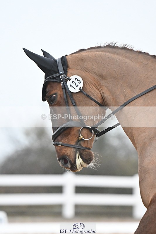 240217A-095223-00466 - 123-Daisy.Hedges-Felicia.v