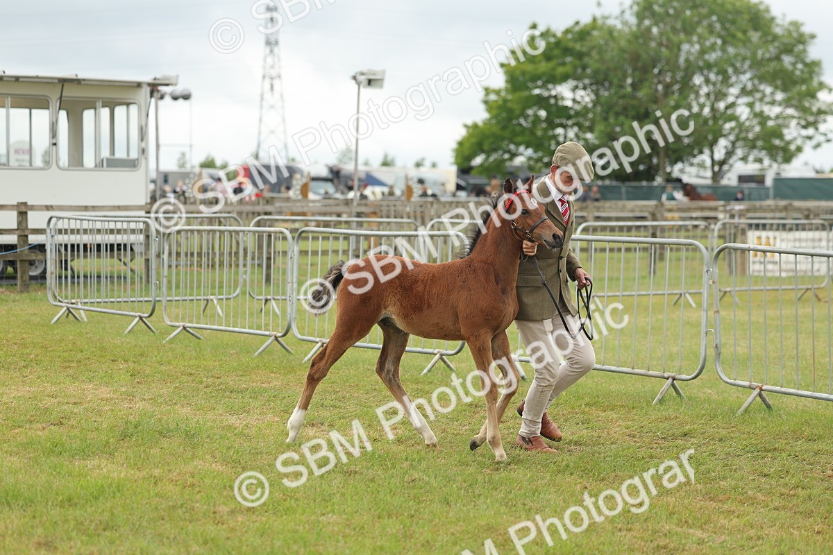 SBM_05526 - Class 68-73 - Riding Pony Breeding