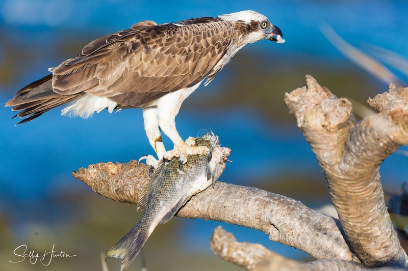 Osprey with Luderick 5