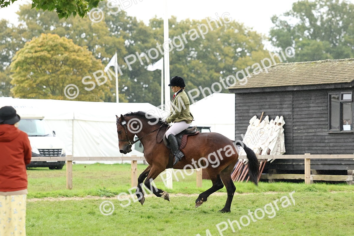 SBM_69665 - S62 - Mountain & Moorland Ridden Large Breeds