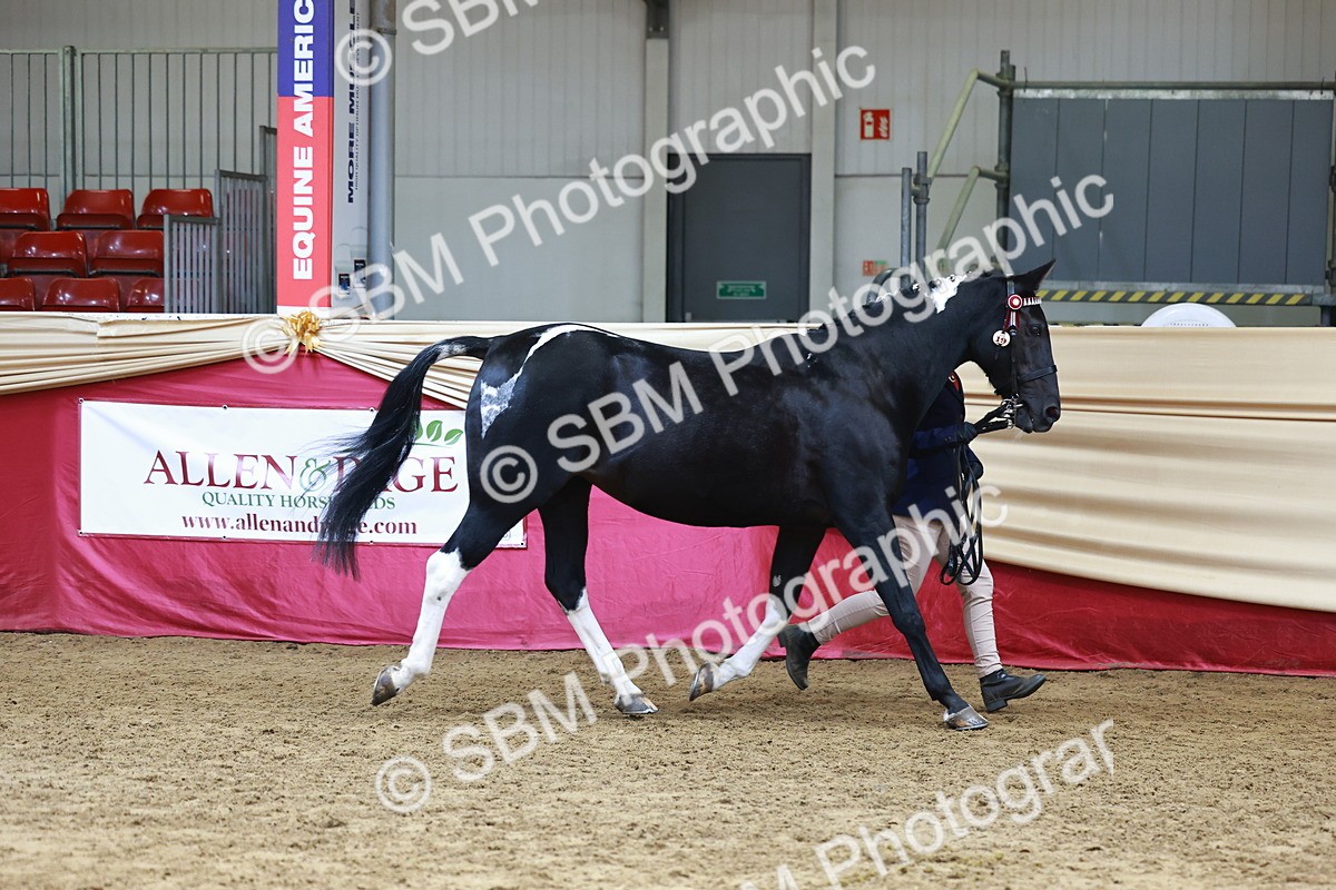 SBM_23065 - Class 903 - Supreme Final - IH Pre Vet