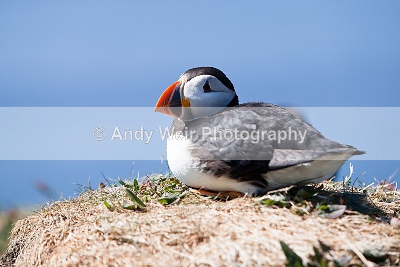 20120531-_MG_9997 - Puffin