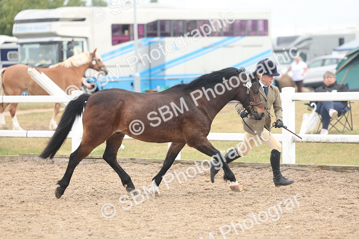 SBM_08505 - Class 29 - IH Veteran Pony