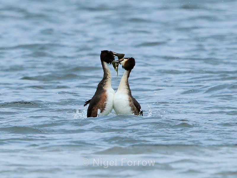 Great Crested Grebes displaying at Farmoor Reservoir - Great Crested Grebe