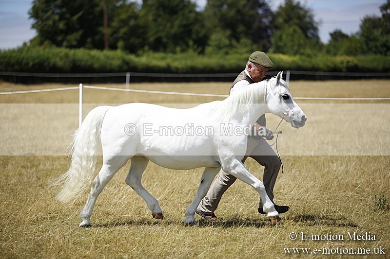 _C7A0198 - In Hand Championship BVRC Show 2018
