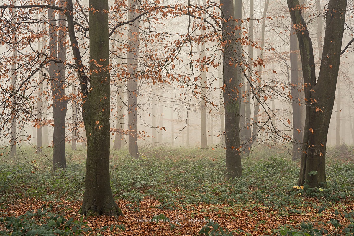 Arciform - Woodland