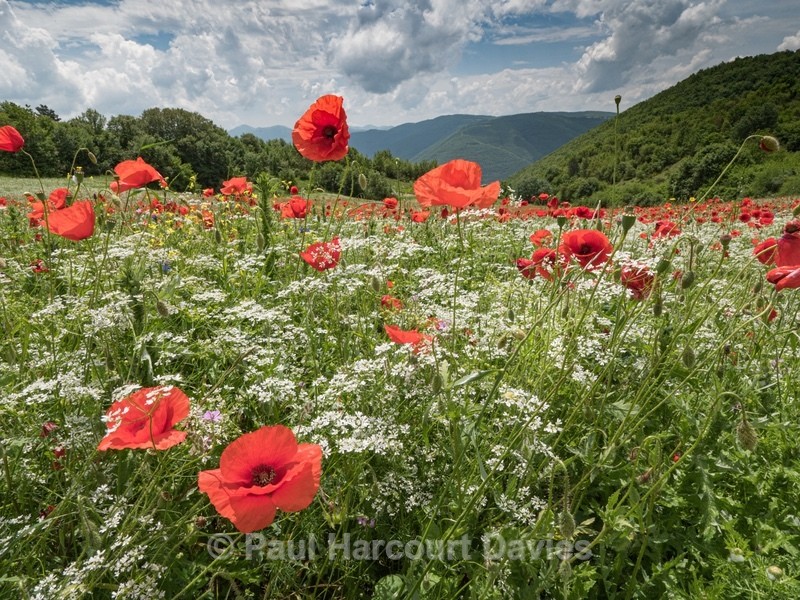 Preci: meadows with poppies, coriander, and cornflowers. - Flowers in the Landscape - 2
