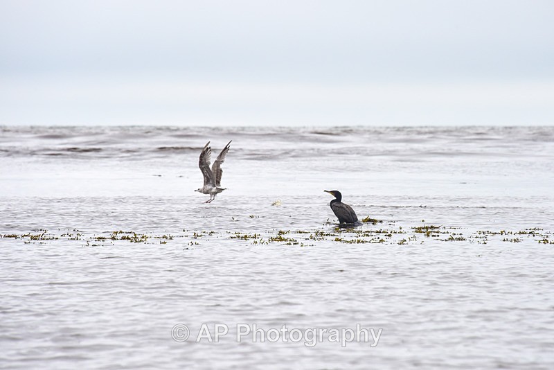 Cormorant and seagull-5555-1 - Aberystwyth Harbour and Marina