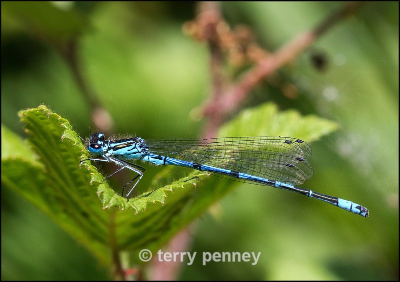Damselfly - Common Blue - Insects & Spiders