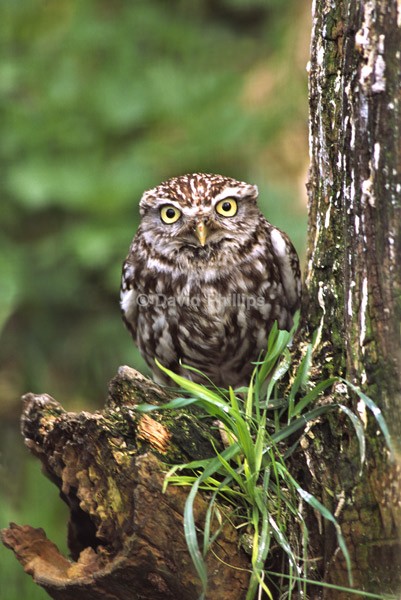 Little Owl - Birds