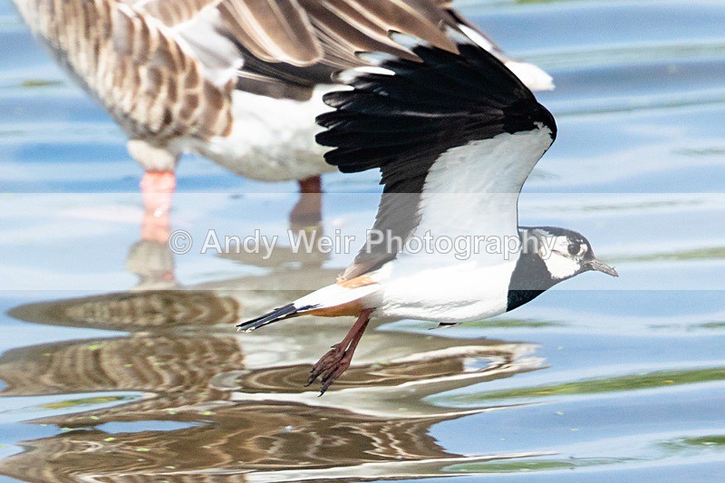 20180605-Woolston-8E0A9227 - Lapwing