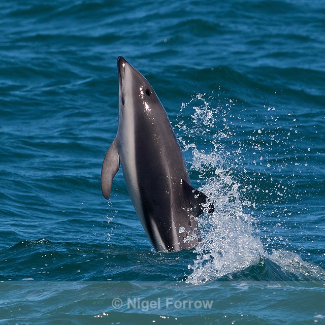 Dusky Dolphin jumping near Kaikoura - Dolphin