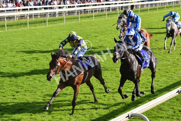 yr08102021r4-31 - Race 4 3.50pm Casumo Dare To be Different Handicap