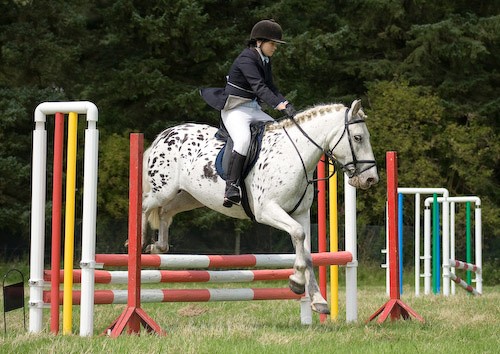 97 - Moniaive Horse Show 2008