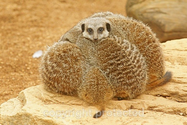 Meerkats sleeping (Colchester Zoo) - African Wildlife